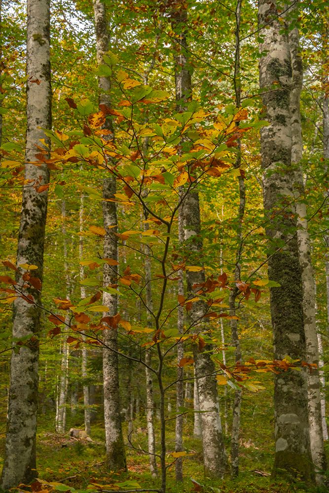 Slovenia, Triglav National Park. Forest in autumn. art print by Jaynes Gallery for $57.95 CAD
