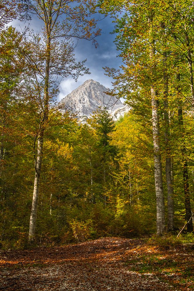 Slovenia, Triglav National Park. Julian Alps and forest in autumn. art print by Jaynes Gallery for $57.95 CAD
