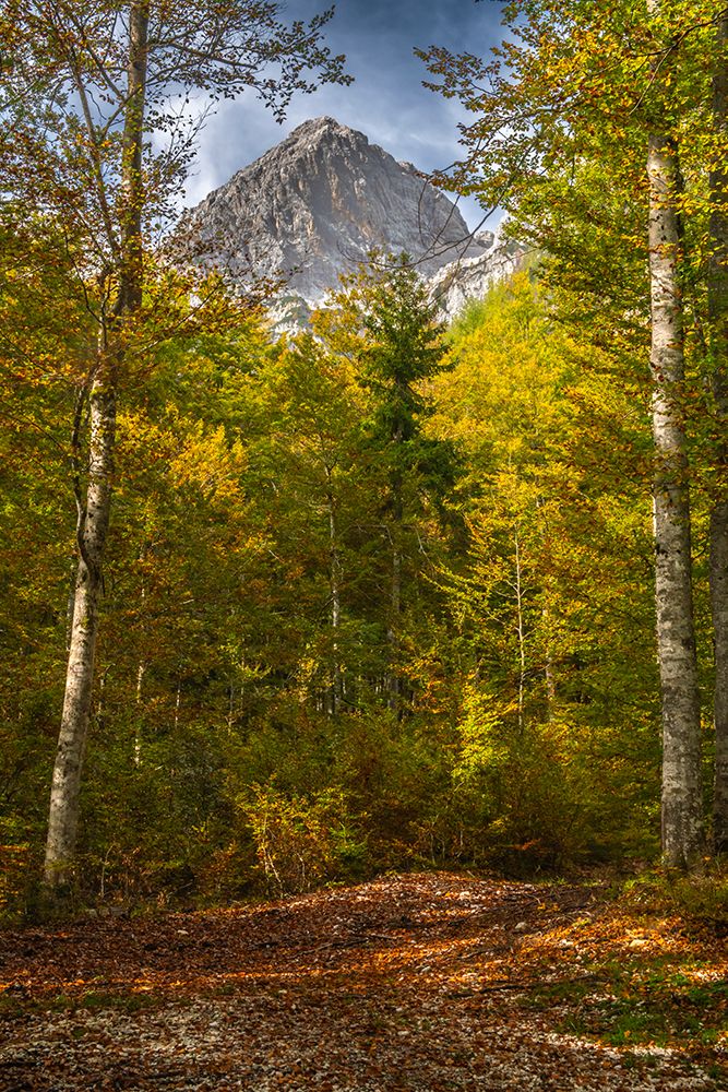 Slovenia, Triglav National Park. Julian Alps and forest in autumn. art print by Jaynes Gallery for $57.95 CAD