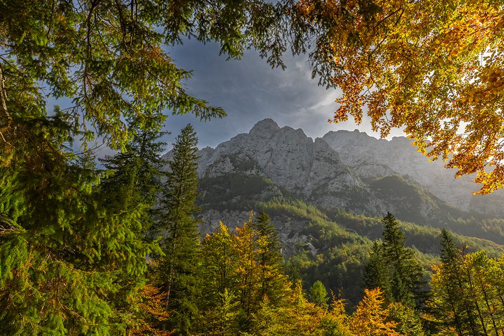 Slovenia, Triglav National Park. Julian Alps and forest in autumn. art print by Jaynes Gallery for $57.95 CAD