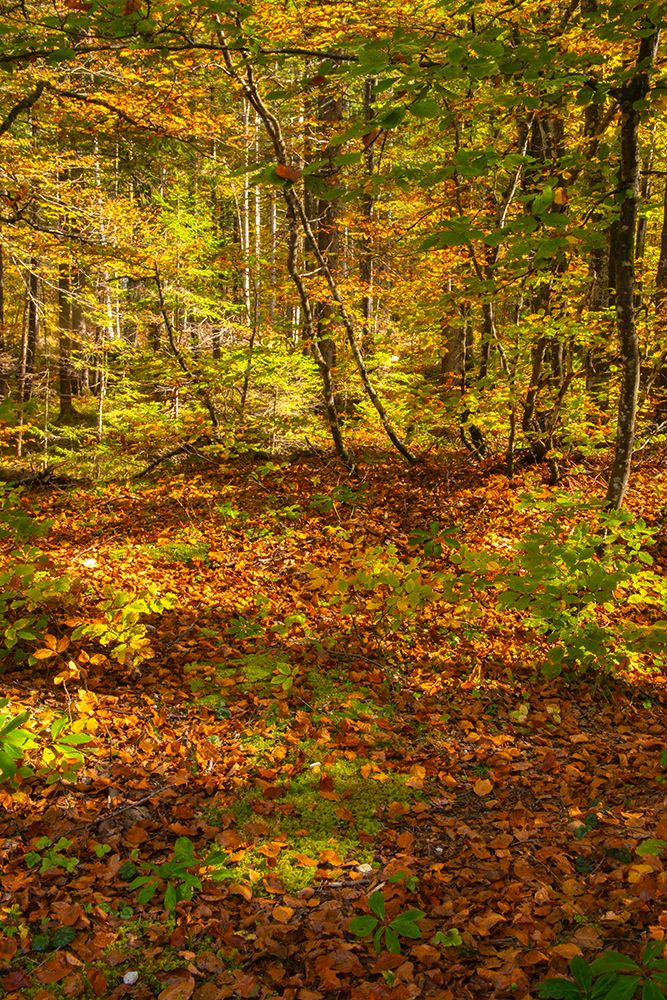 Slovenia, Triglav National Park. Forest in autumn. art print by Jaynes Gallery for $57.95 CAD