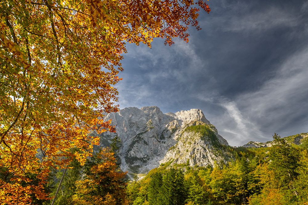 Slovenia, Triglav National Park. Julian Alps and forest in autumn. art print by Jaynes Gallery for $57.95 CAD
