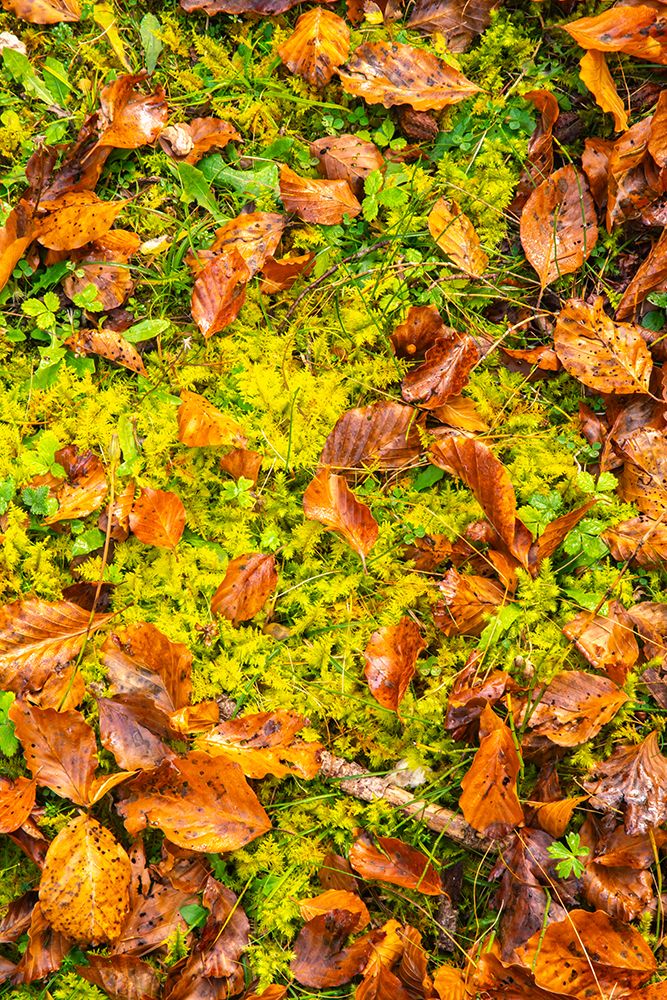 Slovenia, Triglav National Park. Close-up of fallen autumn leaves on ground. art print by Jaynes Gallery for $57.95 CAD