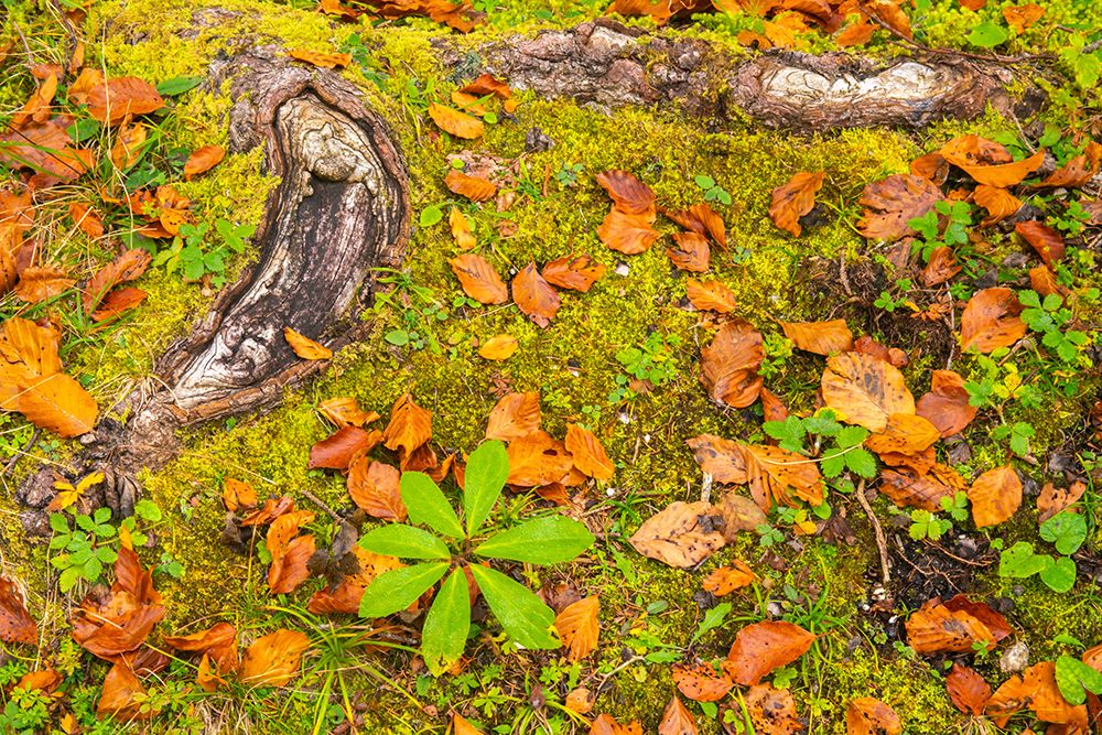 Slovenia, Triglav National Park. Close-up of fallen autumn leaves on ground. art print by Jaynes Gallery for $57.95 CAD