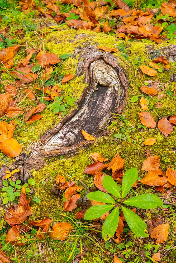 Slovenia, Triglav National Park. Close-up of fallen autumn leaves on ground. art print by Jaynes Gallery for $57.95 CAD