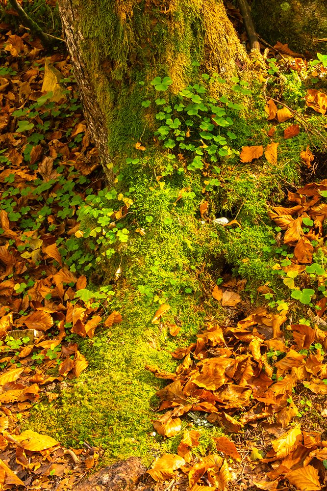 Slovenia, Triglav National Park. Close-up of fallen autumn leaves on ground. art print by Jaynes Gallery for $57.95 CAD