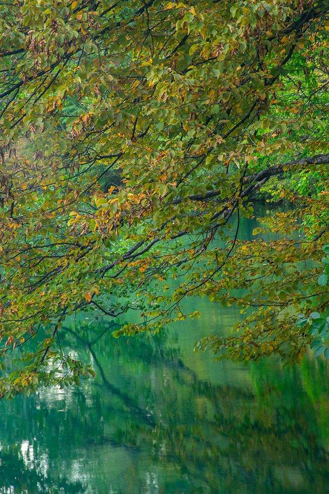 Slovenia, Lake Bled. Autumn tree limbs reflect in lake. art print by Jaynes Gallery for $57.95 CAD