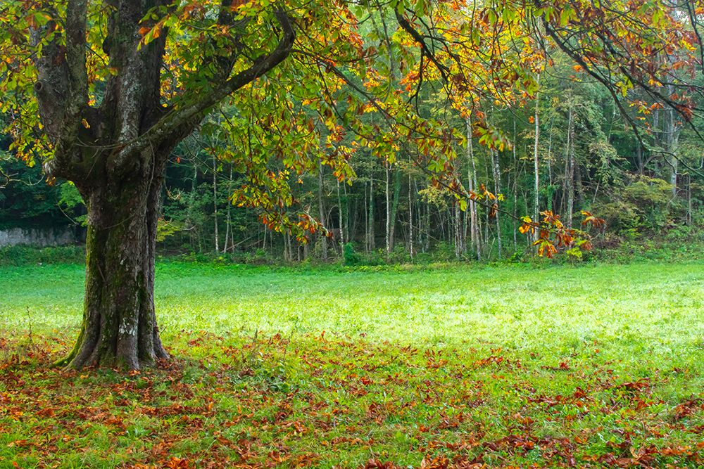 Slovenia, Bled. Fall color in tree foliage. art print by Jaynes Gallery for $57.95 CAD