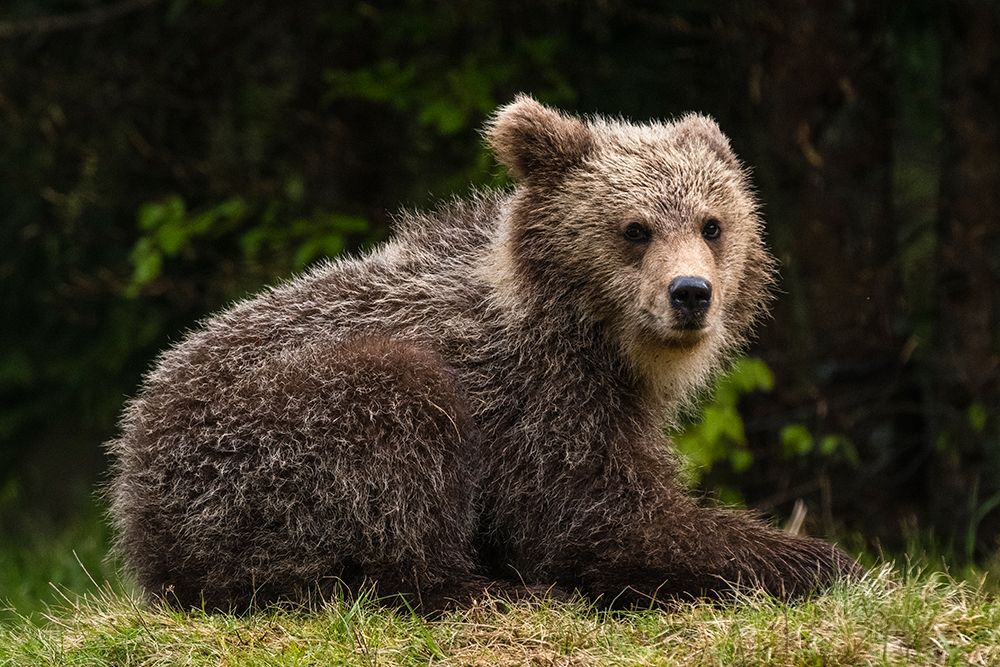 A young European brown bear looking at the camera Notranjska-Slovenia art print by Sergio Pitamitz for $57.95 CAD