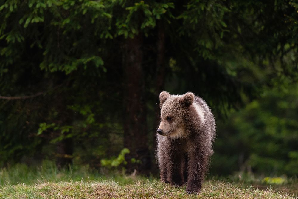 A young European brown bear walking Notranjska-Slovenia art print by Sergio Pitamitz for $57.95 CAD