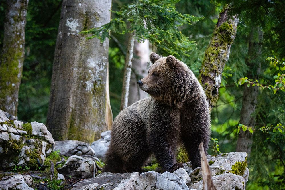 Portrait of a European brown bear in the Slovenian forest Notranjska-Slovenia art print by Sergio Pitamitz for $57.95 CAD
