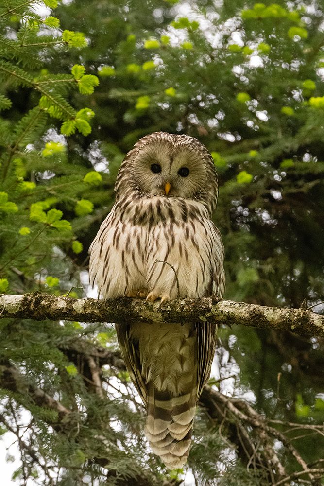 An Ural owl-perching on a tree branch and looking at the camera Notranjska forest,Slovenia art print by Sergio Pitamitz for $57.95 CAD