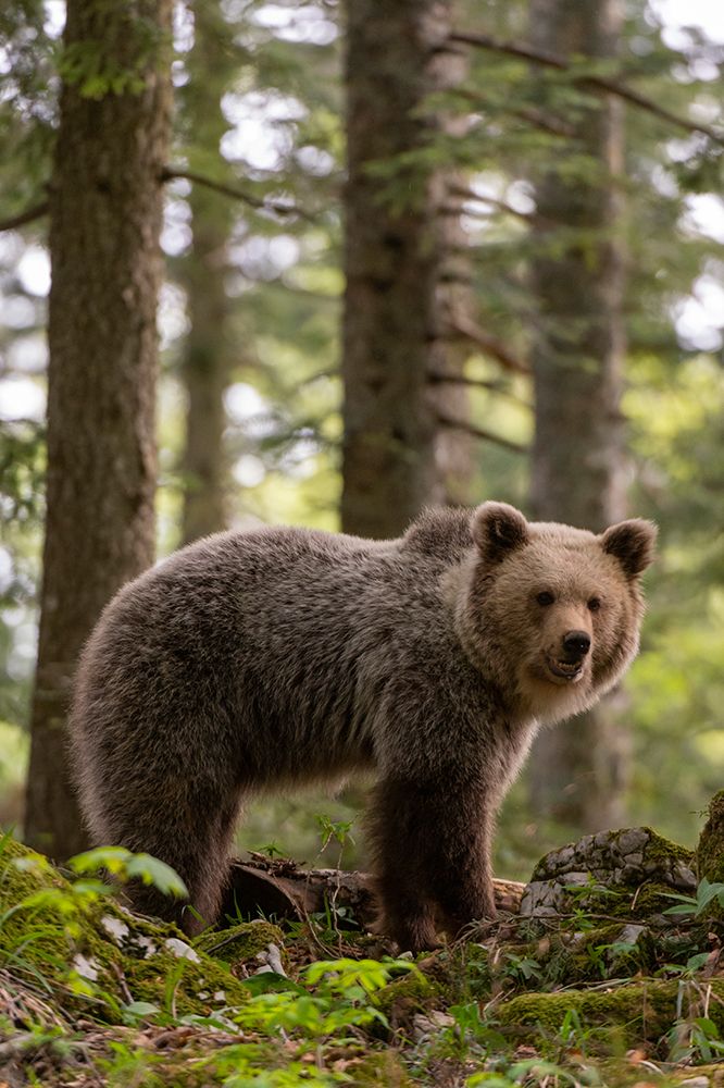 European brown bear standing and looking at the camera Notranjska forest-Inner Carniola-Slovenia art print by Sergio Pitamitz for $57.95 CAD