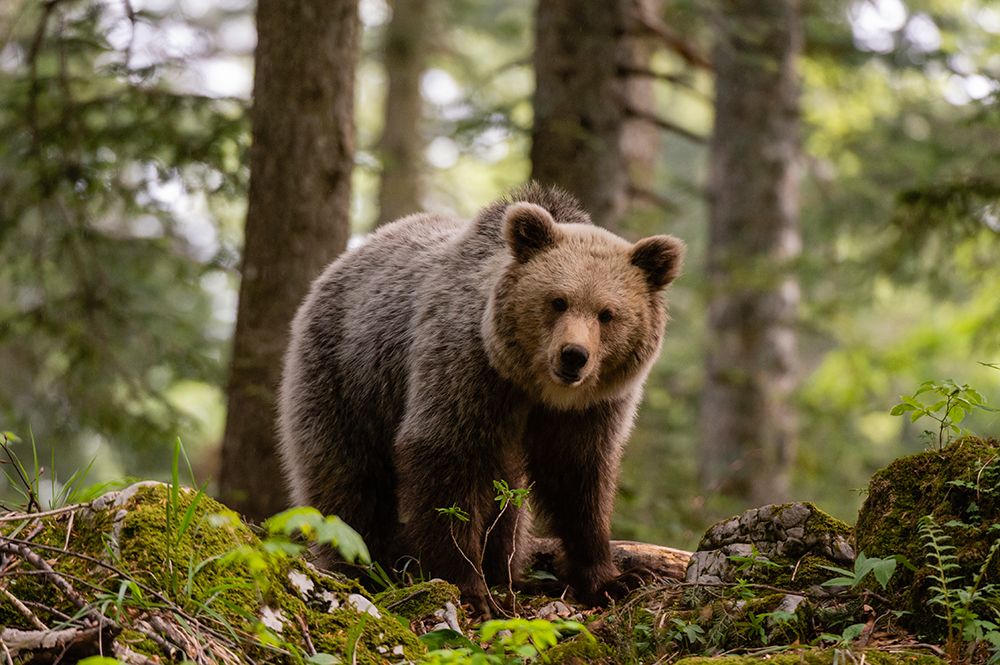 European brown bear standing and looking at the camera Notranjska forest-Inner Carniola-Slovenia art print by Sergio Pitamitz for $57.95 CAD