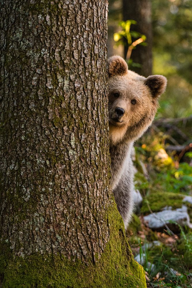 A European brown bear looks at the camera from behind a tree in Notranjska forest-Slovenia art print by Sergio Pitamitz for $57.95 CAD