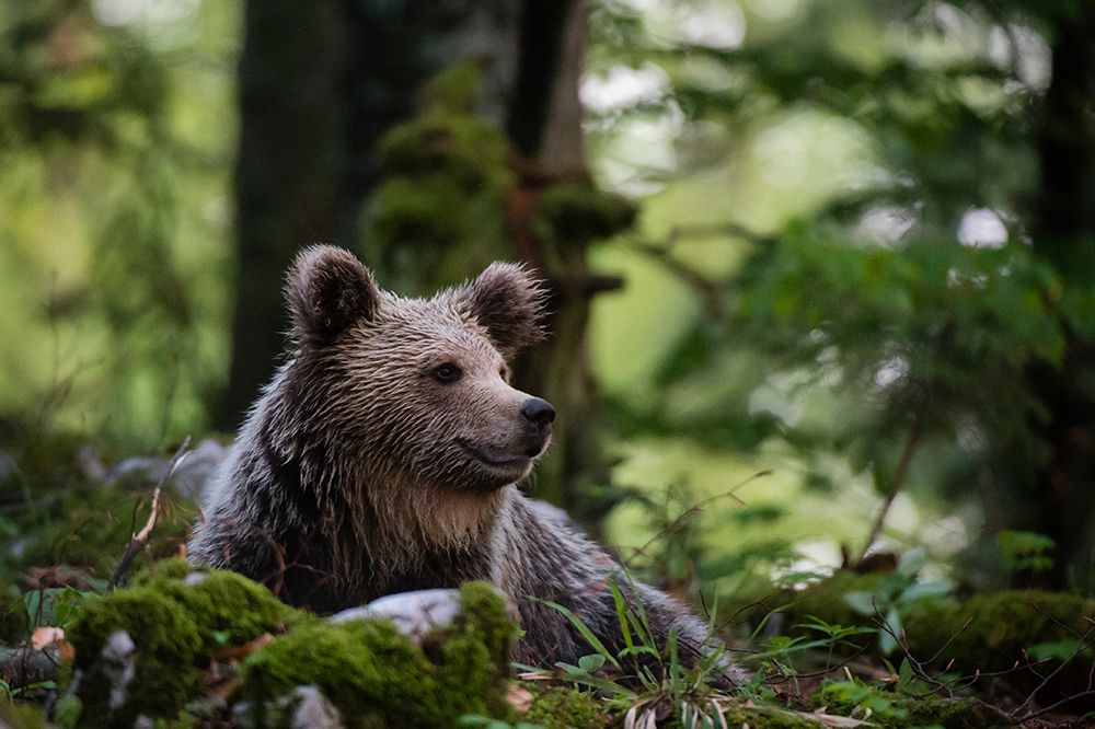 A European brown bear resting in the forest Notranjska forest-Inner Carniola-Slovenia art print by Sergio Pitamitz for $57.95 CAD