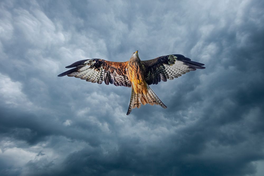 United Kingdom, Wales. Red kite bird in flight. art print by Jaynes Gallery for $57.95 CAD