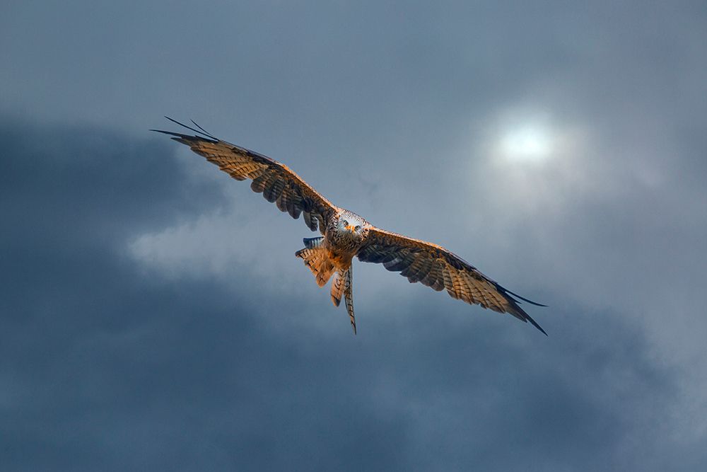 United Kingdom, Wales. Red kite bird in flight. art print by Jaynes Gallery for $57.95 CAD