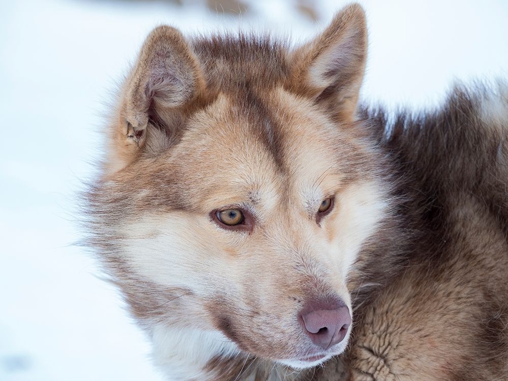 Sled dog during winter in Uummannaq in Greenland Dog teams are still draft animals art print by Martin Zwick for $57.95 CAD