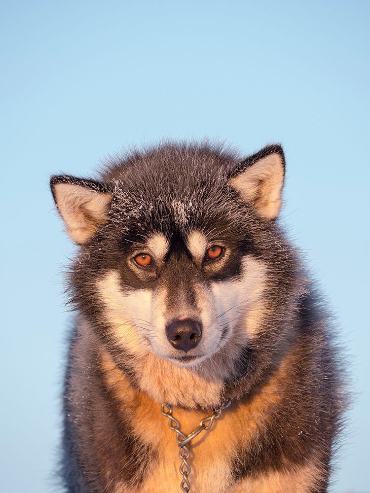 Sled dog during winter in Uummannaq in Greenland Dog teams are still draft animals art print by Martin Zwick for $57.95 CAD