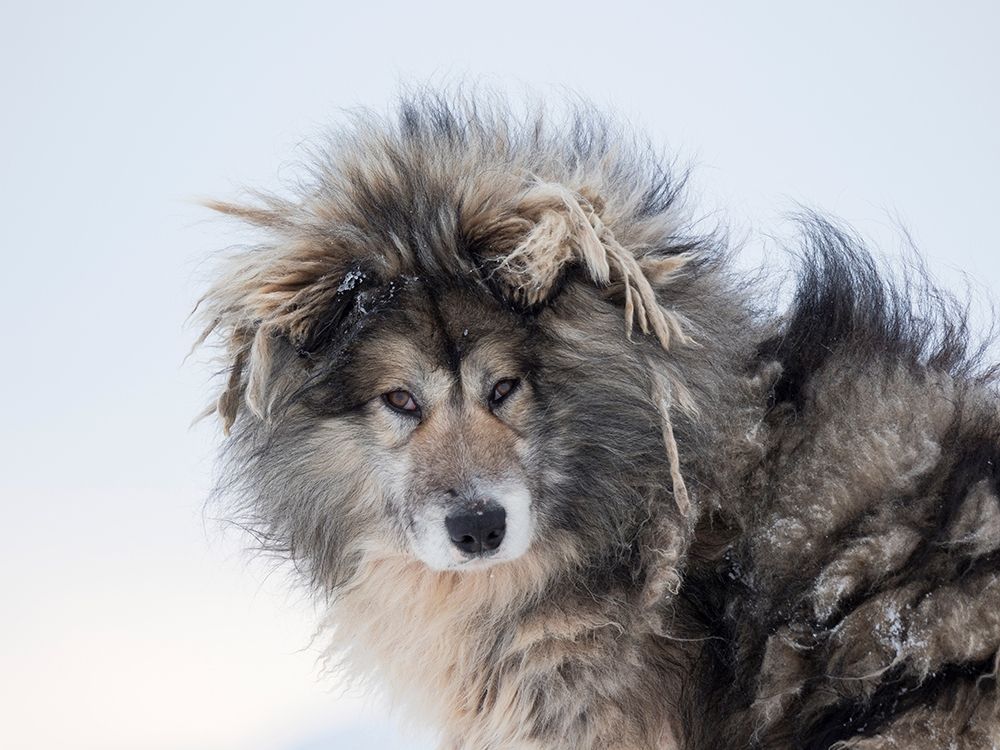 Sled dog during winter in Uummannaq in Greenland Dog teams are still draft animals art print by Martin Zwick for $57.95 CAD