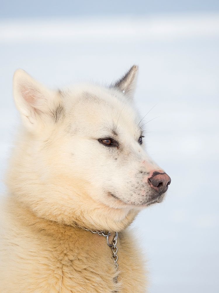 Sled dog during winter in Uummannaq in Greenland Dog teams are still draft animals art print by Martin Zwick for $57.95 CAD