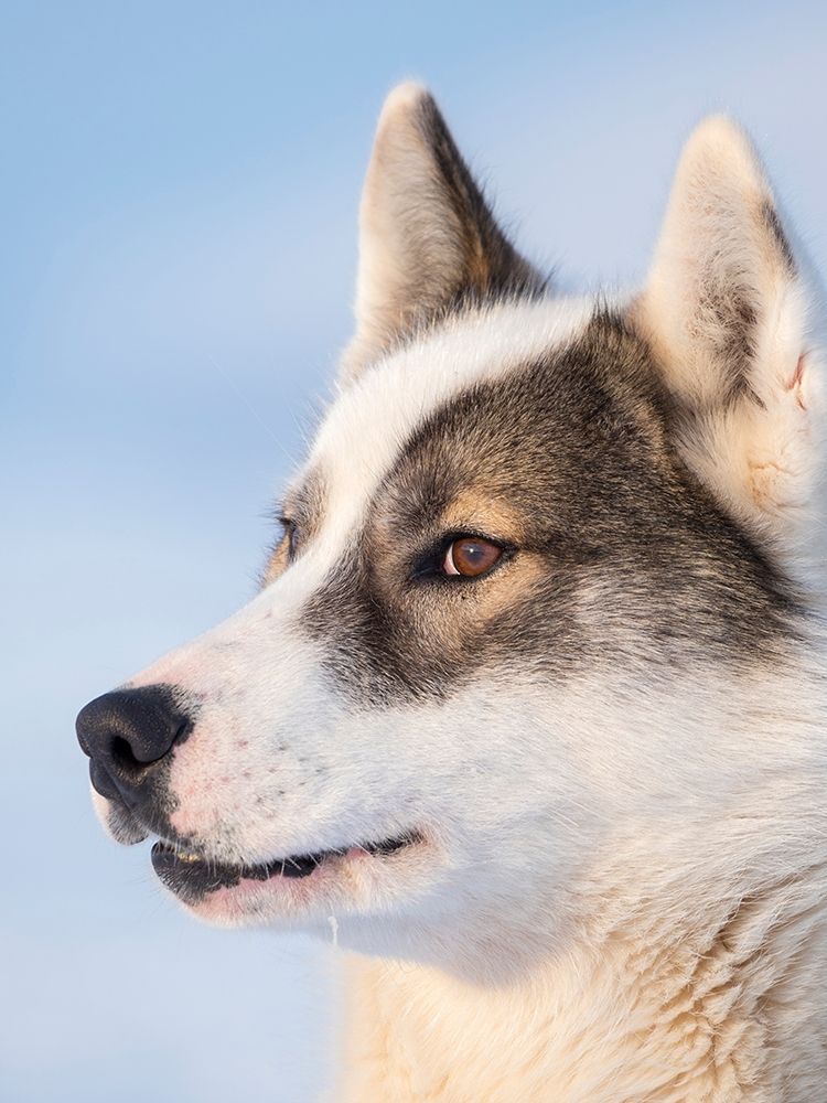 Sled dog during winter in Uummannaq in Greenland Dog teams are still draft animals art print by Martin Zwick for $57.95 CAD