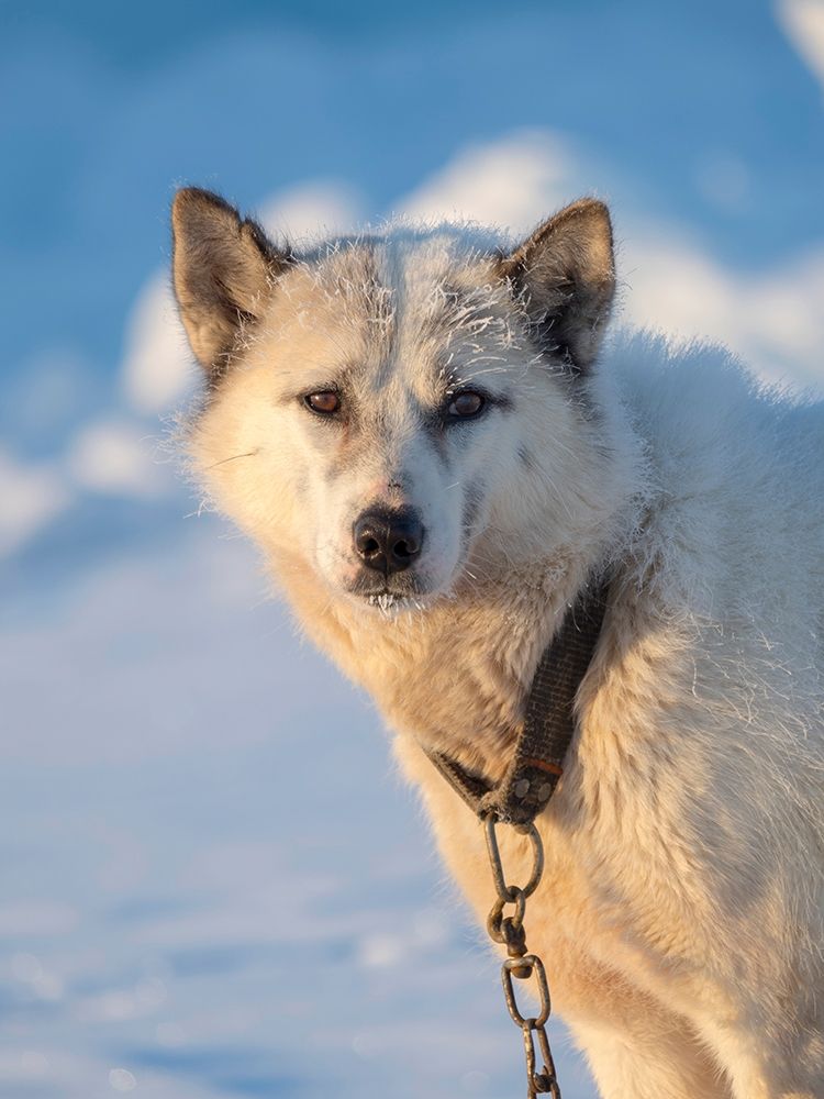 Sled dog during winter in Uummannaq in Greenland Dog teams are still draft animals art print by Martin Zwick for $57.95 CAD