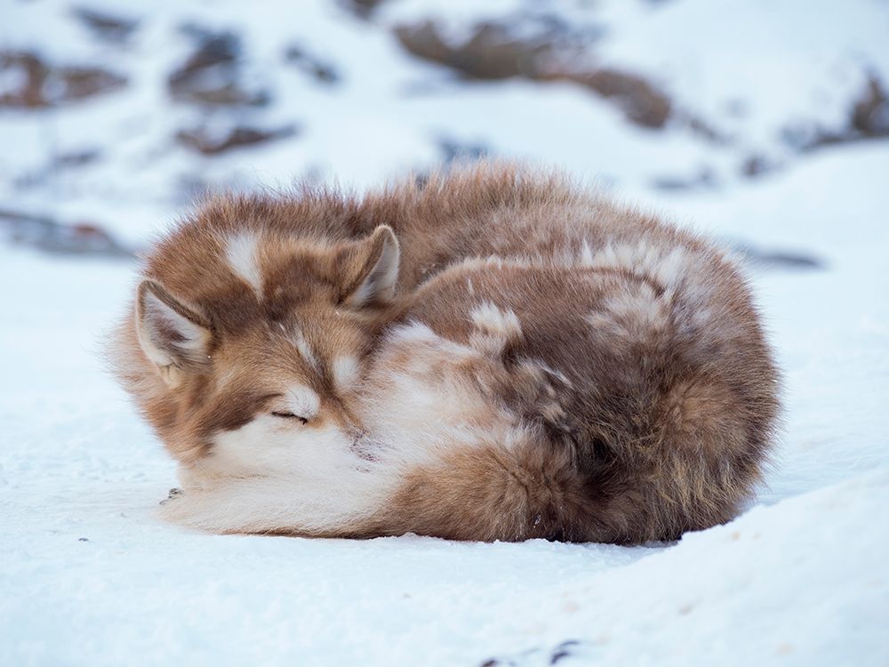 Sled dog during winter in Uummannaq in Greenland Dog teams are still draft animals art print by Martin Zwick for $57.95 CAD