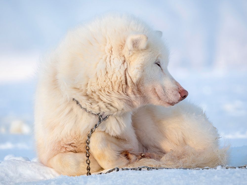 Sled dog during winter in Uummannaq in Greenland Dog teams are still draft animals art print by Martin Zwick for $57.95 CAD