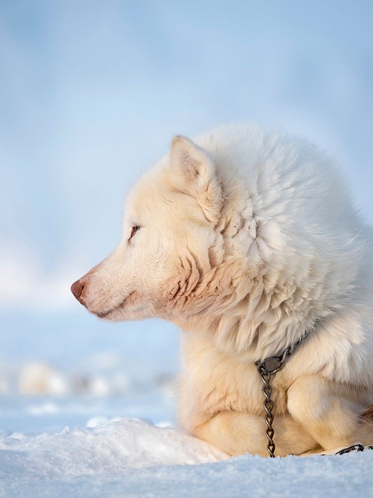 Sled dog during winter in Uummannaq in Greenland Dog teams are still draft animals art print by Martin Zwick for $57.95 CAD