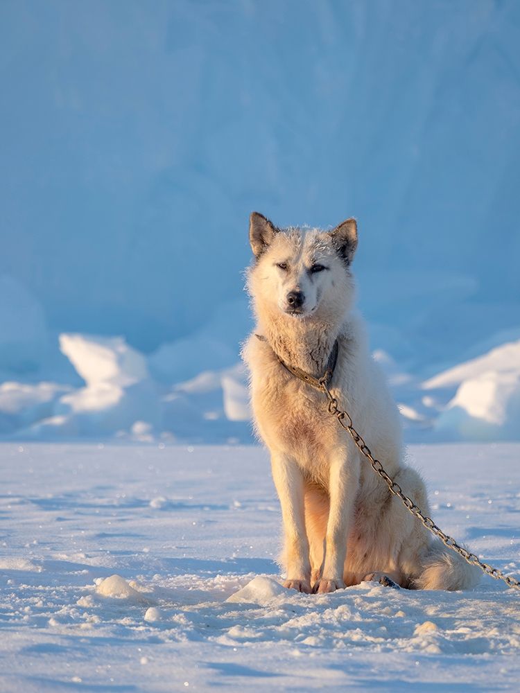 Sled dog during winter in Uummannaq in Greenland Dog teams are still draft animals art print by Martin Zwick for $57.95 CAD