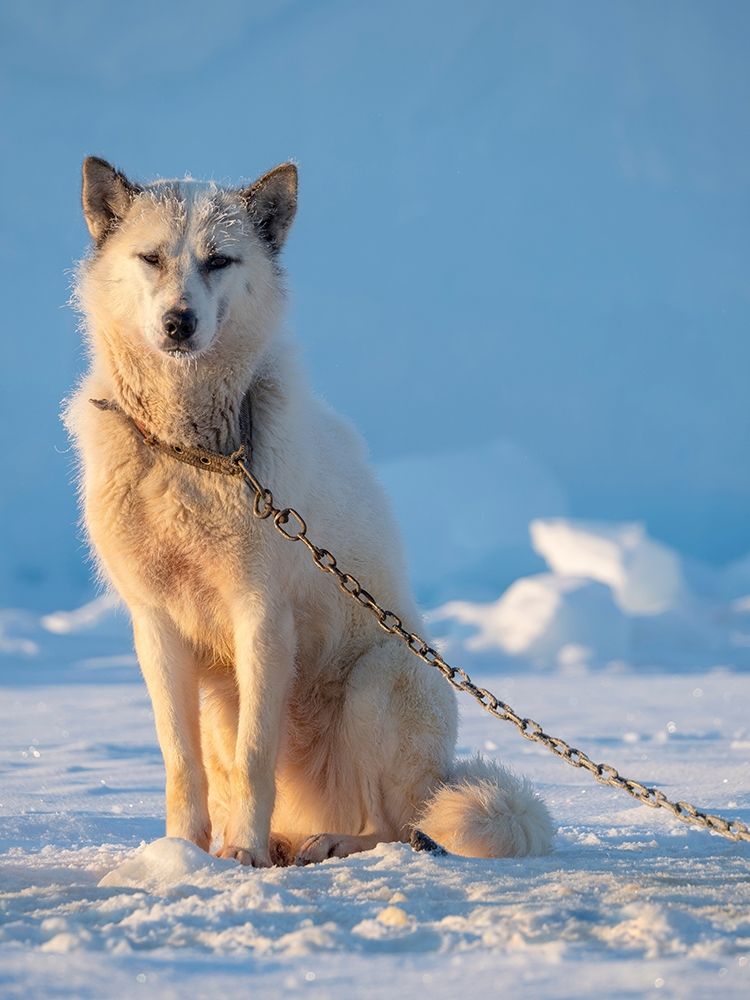 Sled dog during winter in Uummannaq in Greenland Dog teams are still draft animals art print by Martin Zwick for $57.95 CAD