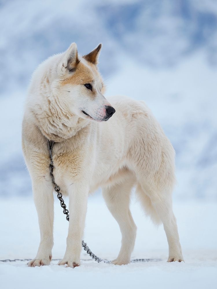 Sled dog during winter in Uummannaq in Greenland Dog teams are still draft animals art print by Martin Zwick for $57.95 CAD