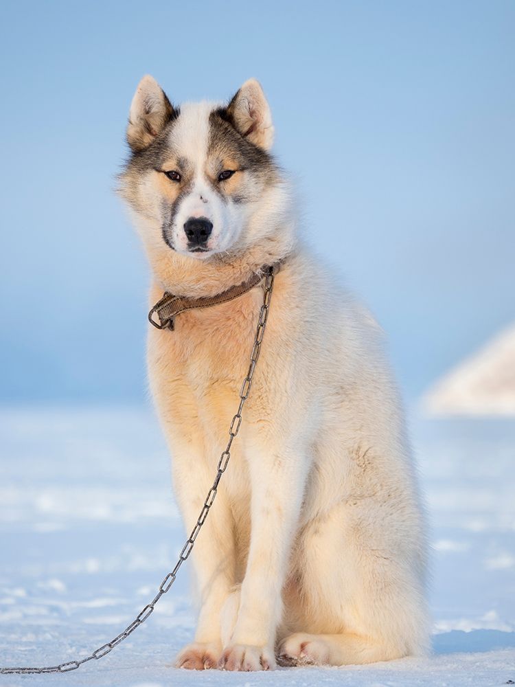 Sled dog during winter in Uummannaq in Greenland Dog teams are still draft animals art print by Martin Zwick for $57.95 CAD