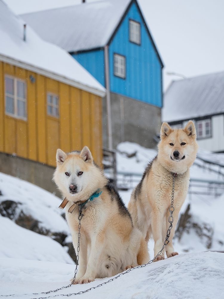 Sled dog during winter in Uummannaq in Greenland Dog teams are still draft animals art print by Martin Zwick for $57.95 CAD