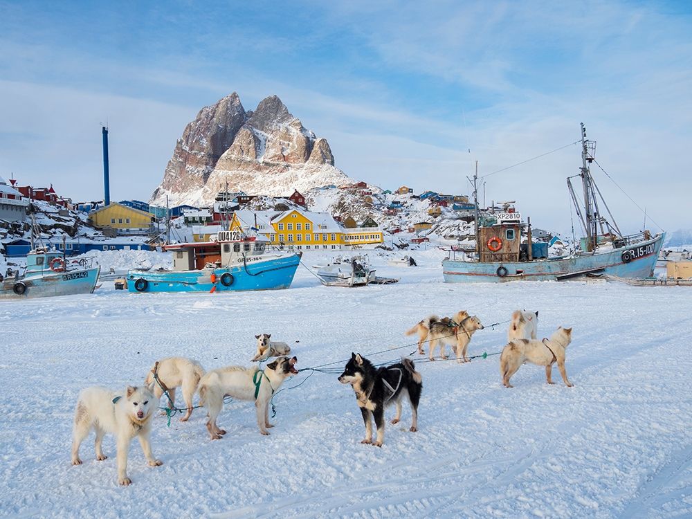 Team of sled dog during winter in Uummannaq in Greenland art print by Martin Zwick for $57.95 CAD