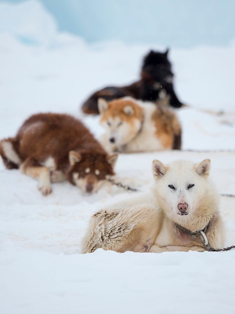 Sled dog during winter in Uummannaq in Greenland art print by Martin Zwick for $57.95 CAD