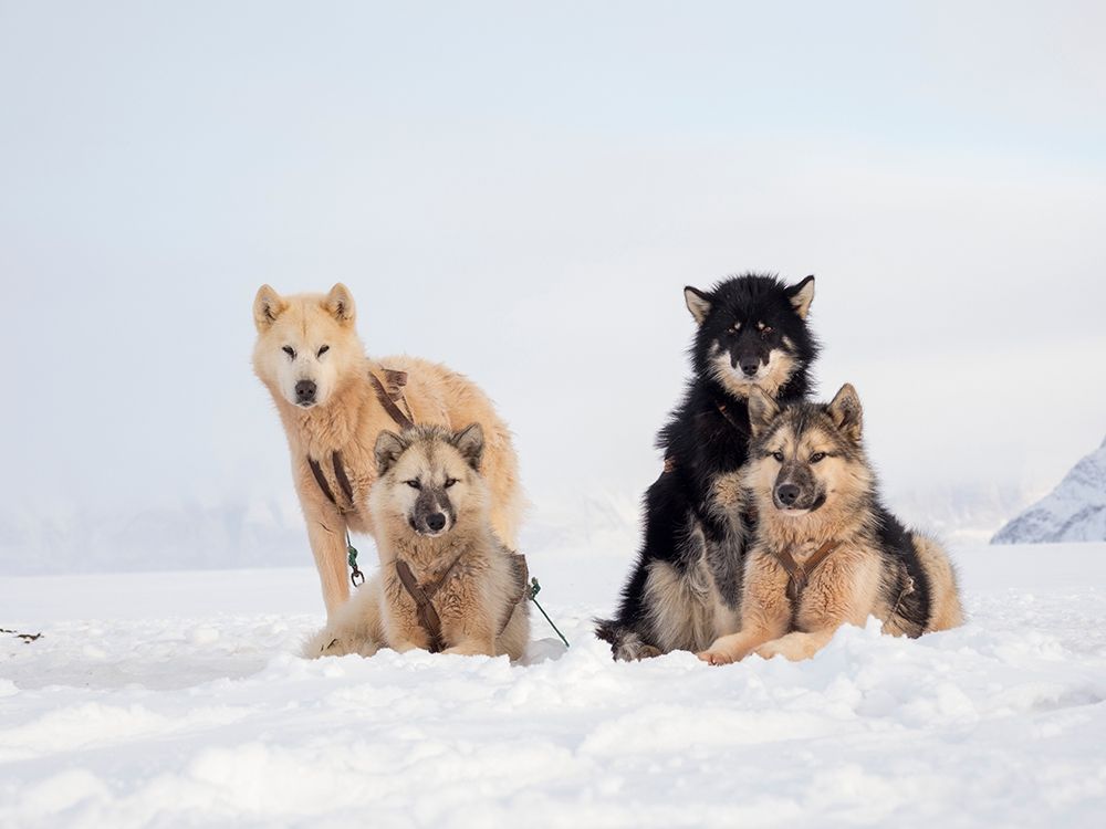 Sled dog during winter in Uummannaq in Greenland art print by Martin Zwick for $57.95 CAD