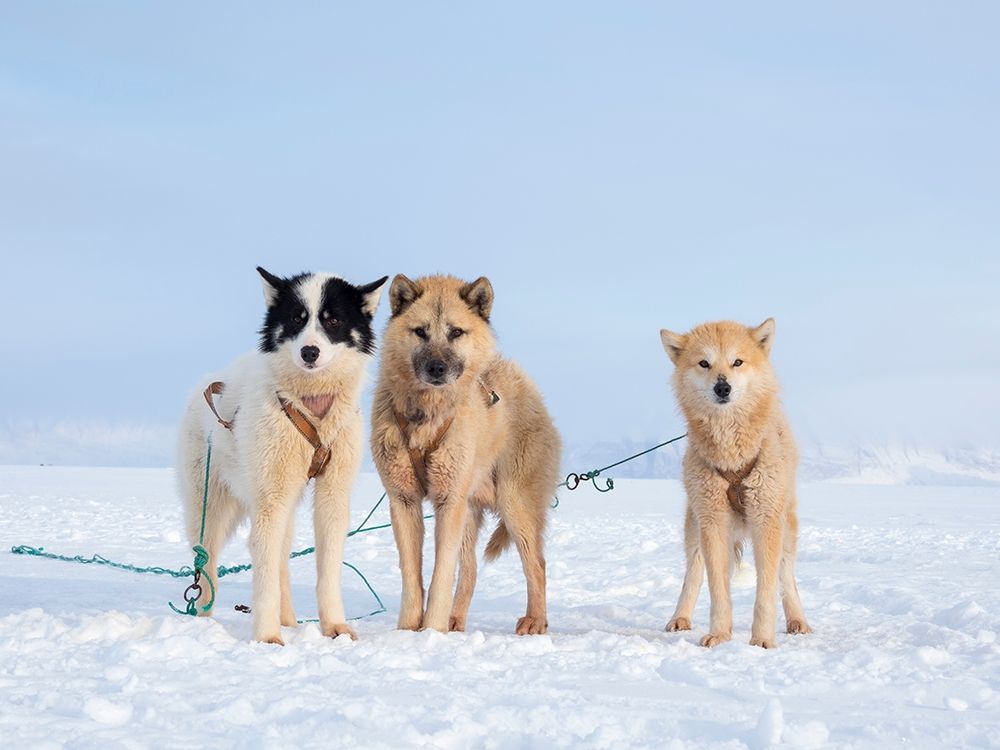 Sled dog during winter in Uummannaq in Greenland art print by Martin Zwick for $57.95 CAD