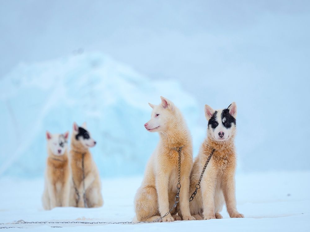 Sled dog during winter in Uummannaq in Greenland art print by Martin Zwick for $57.95 CAD