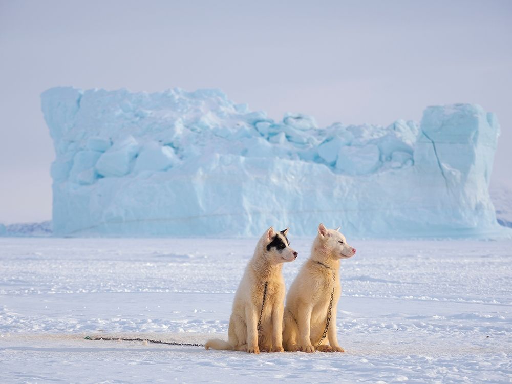 Sled dog during winter in Uummannaq in Greenland art print by Martin Zwick for $57.95 CAD