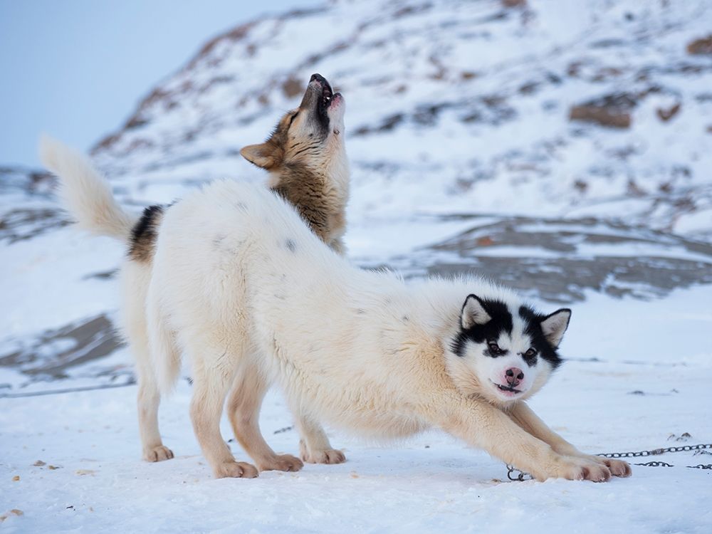 Sled dog during winter in Uummannaq in Greenland art print by Martin Zwick for $57.95 CAD