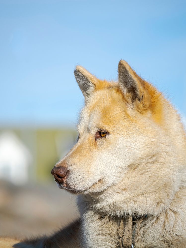 Sled dog in the town Uummannaq In winter the dogs are used to pull sledges of fishermen Greenland art print by Martin Zwick for $57.95 CAD
