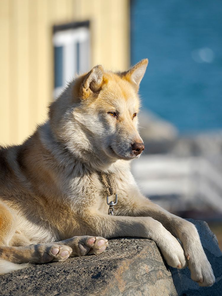 Sled dog in the town Uummannaq In winter the dogs are used to pull sledges of fishermen Greenland art print by Martin Zwick for $57.95 CAD