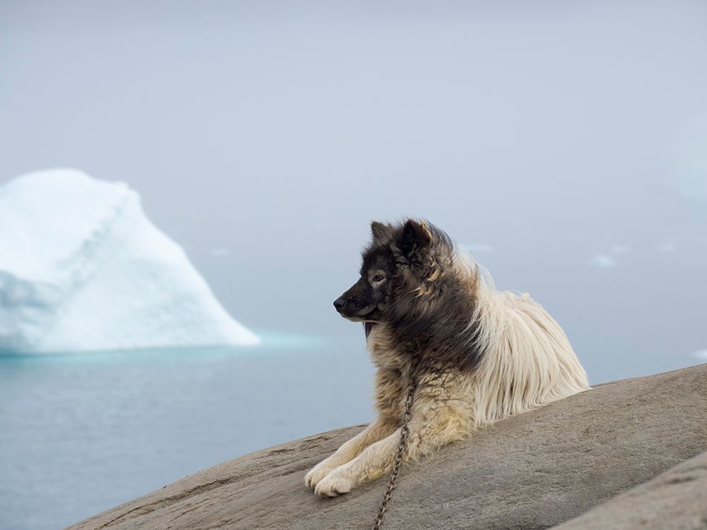 Sled dog in the town Uummannaq In winter the dogs are used to pull sledges of fishermen Greenland art print by Martin Zwick for $57.95 CAD