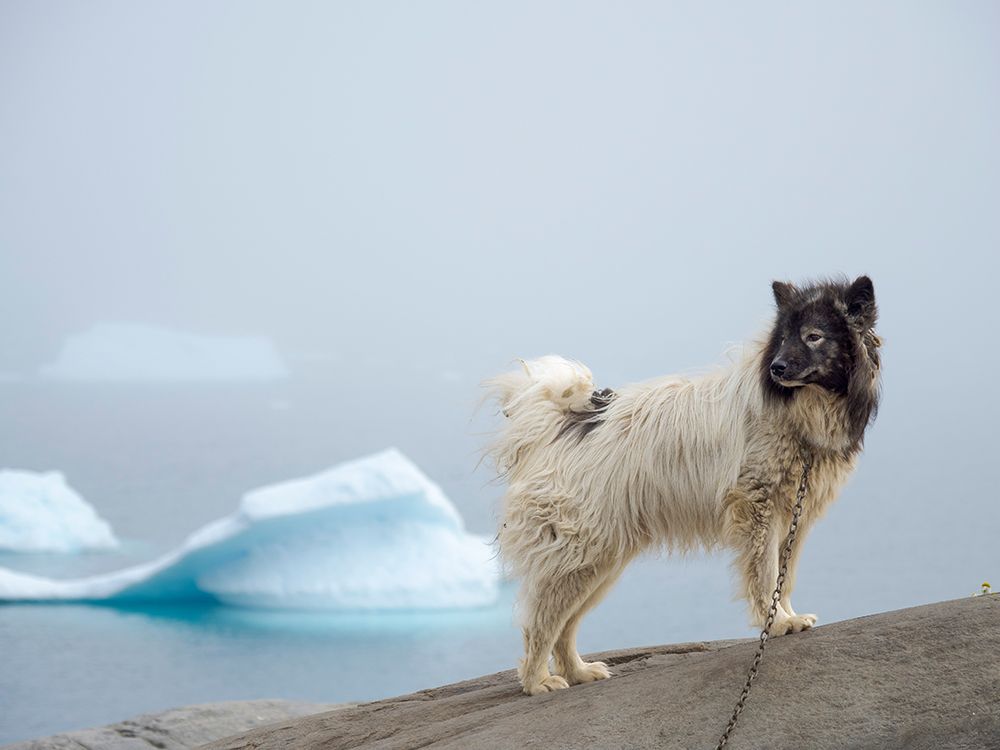 Sled dog in the town Uummannaq In winter the dogs are used to pull sledges of fishermen Greenland art print by Martin Zwick for $57.95 CAD