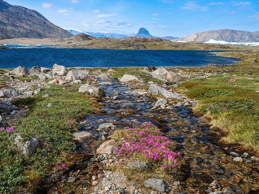 Dwarf fireweed, local name Niviarsiaq, Greenland national flower. Drygalski Peninsula, Greenland art print by Martin Zwick for $57.95 CAD