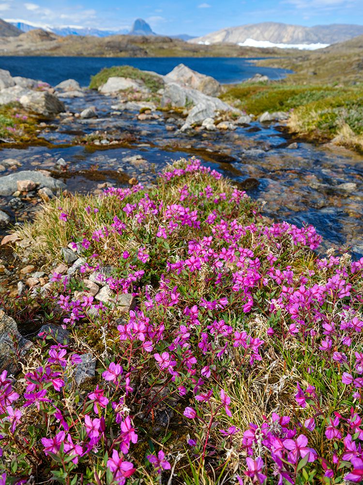 Dwarf fireweed, local name Niviarsiaq, Greenland national flower. Drygalski Peninsula, Greenland art print by Martin Zwick for $57.95 CAD