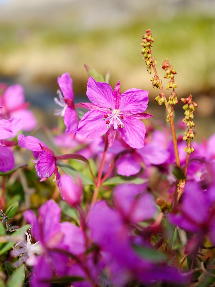 Dwarf fireweed, local name Niviarsiaq, Greenland national flower. Drygalski Peninsula, Greenland art print by Martin Zwick for $57.95 CAD